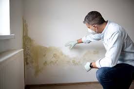 Best Biohazard Mold Removal  in Vcennes, IN